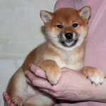 Quincy-female-Shiba-puppy-for-sale- (8)