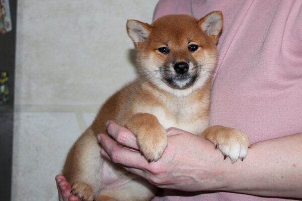 Quincy Shiba Inu Quincy Shiba Inu