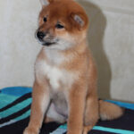 Quincy-female-Shiba-puppy-for-sale- (9)