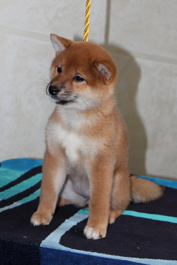 Quincy Shiba Inu Quincy Shiba Inu
