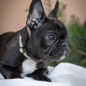 Quiri French Bulldog Quiri French Bulldog