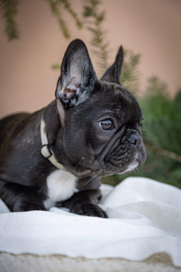 Quiri French Bulldog Quiri French Bulldog