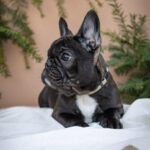 Quiri-female-French-bulldog-puppy-for-sale-2
