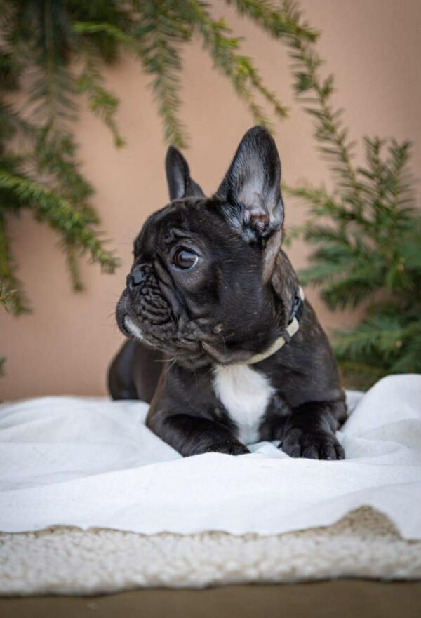 Quiri French Bulldog Quiri French Bulldog