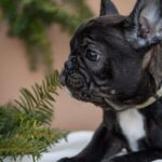 Quiri-female-French-bulldog-puppy-for-sale-3