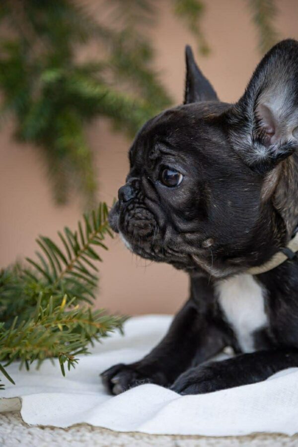 Quiri French Bulldog Quiri French Bulldog