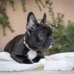 Quiri-female-French-bulldog-puppy-for-sale-4