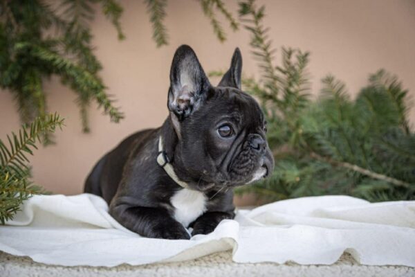 Quiri French Bulldog Quiri French Bulldog