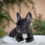 Quiri-female-French-bulldog-puppy-for-sale-5