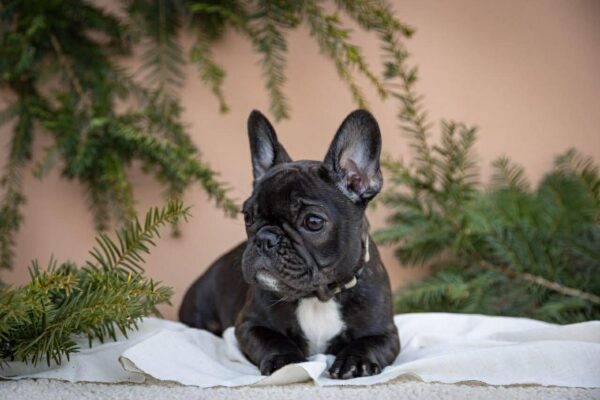 Quiri French Bulldog Quiri French Bulldog