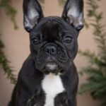Quiri-female-French-bulldog-puppy-for-sale-6