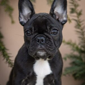 Quiri French Bulldog Quiri French Bulldog