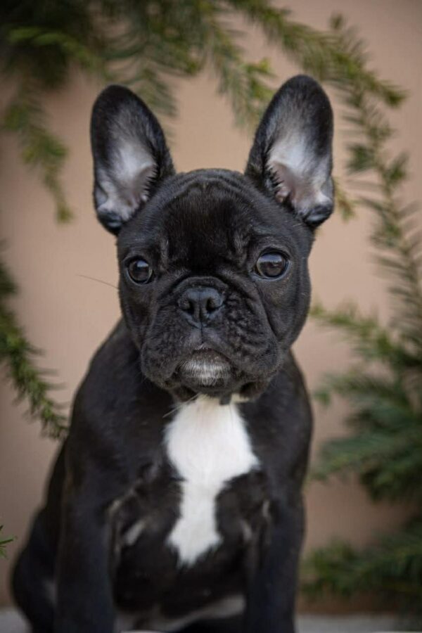 Quiri French Bulldog Quiri French Bulldog