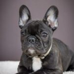 Quiri-female-French-bulldog-puppy-for-sale-7