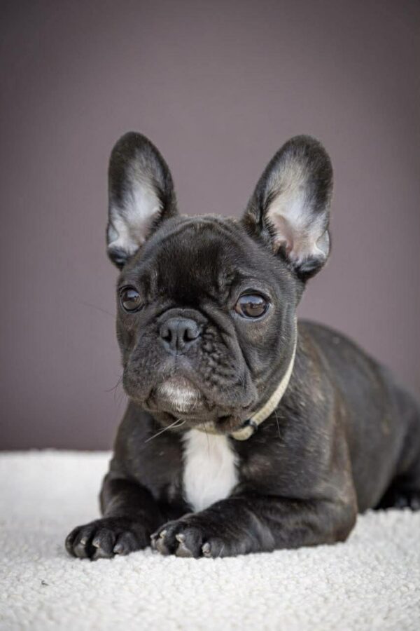 Quiri French Bulldog Quiri French Bulldog