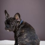 Qusev-male-French-bulldog-puppy-for-sale-1