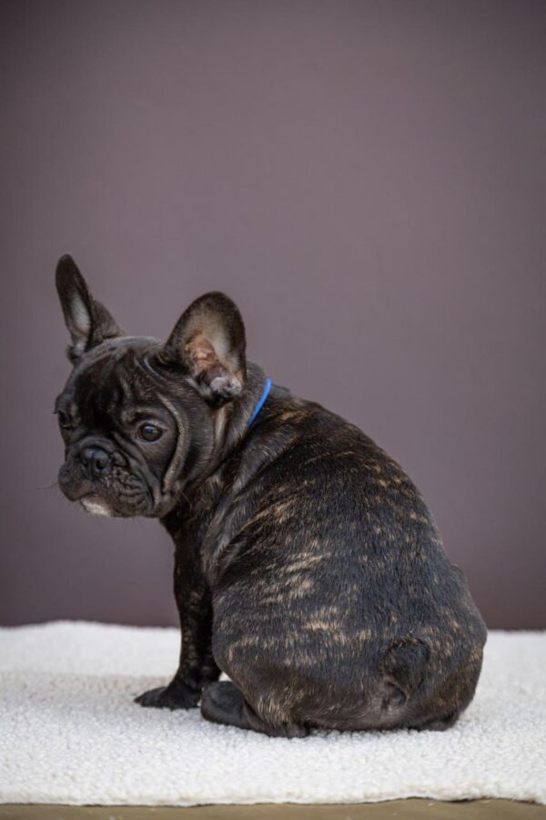 Qusev French Bulldog Qusev French Bulldog
