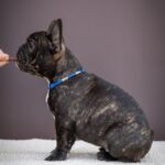 Qusev-male-French-bulldog-puppy-for-sale-2
