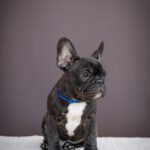 Qusev-male-French-bulldog-puppy-for-sale-3