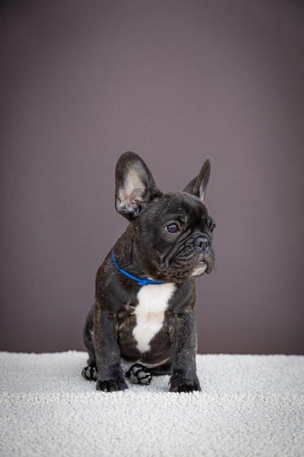 Qusev French Bulldog Qusev French Bulldog