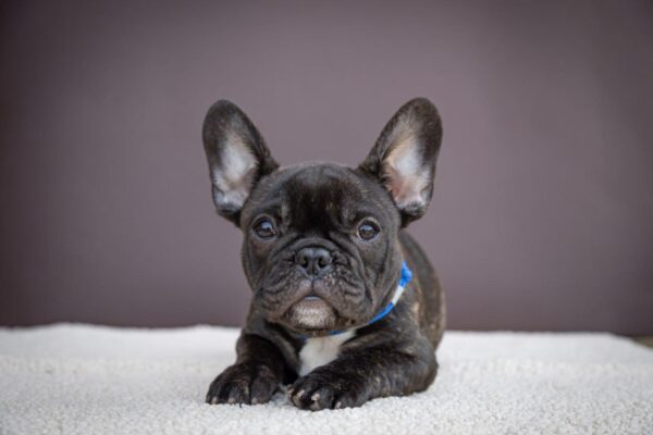 Qusev French Bulldog Qusev French Bulldog