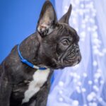 Qusev-male-French-bulldog-puppy-for-sale-5
