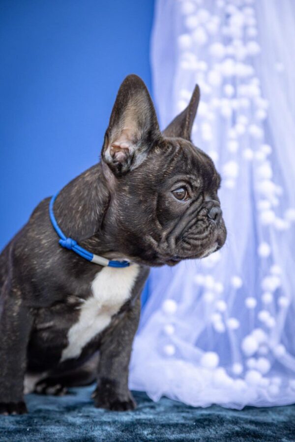 Qusev French Bulldog Qusev French Bulldog
