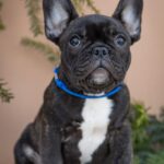 Qusev-male-French-bulldog-puppy-for-sale-6