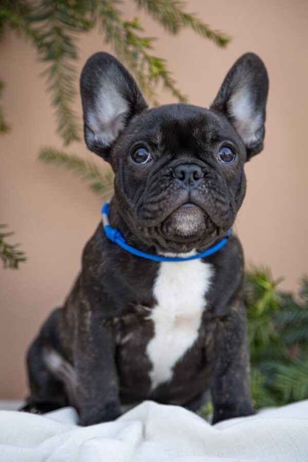 Qusev French Bulldog Qusev French Bulldog