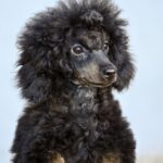 Qwest-male-Poodle-puppy-for-sale-1
