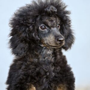 Qwest Miniature Poodle Qwest Miniature Poodle