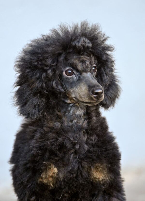 Qwest Miniature Poodle Qwest Miniature Poodle