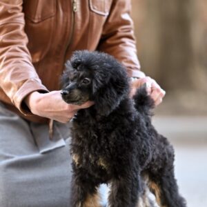 Qwest Miniature Poodle Qwest Miniature Poodle