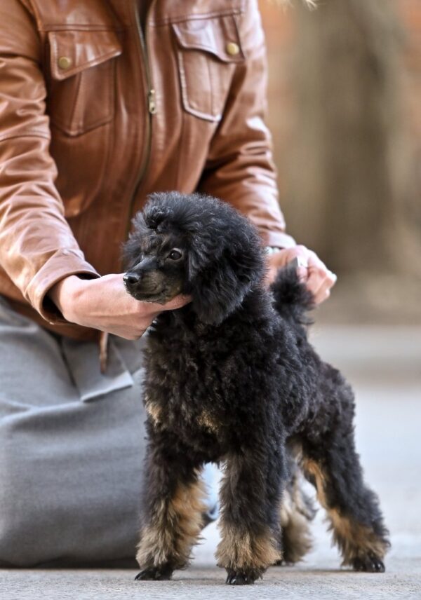 Qwest Miniature Poodle Qwest Miniature Poodle