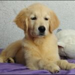Ramsy-male-Golden-Retriever-puppy-for-sale-1