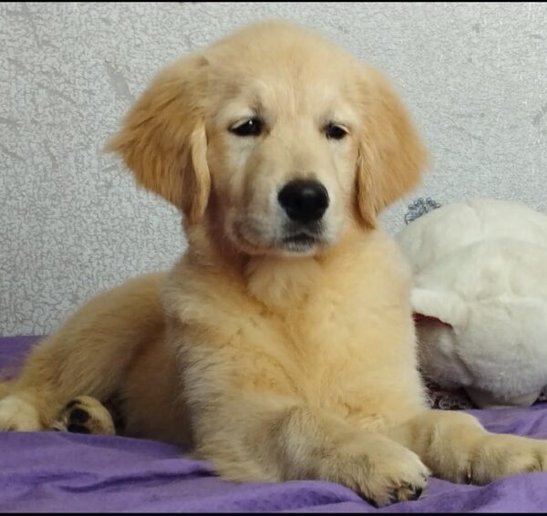 Ramsy Golden Retriever Ramsy Golden Retriever