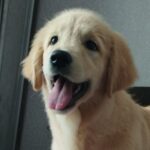 Ramsy-male-Golden-Retriever-puppy-for-sale-2
