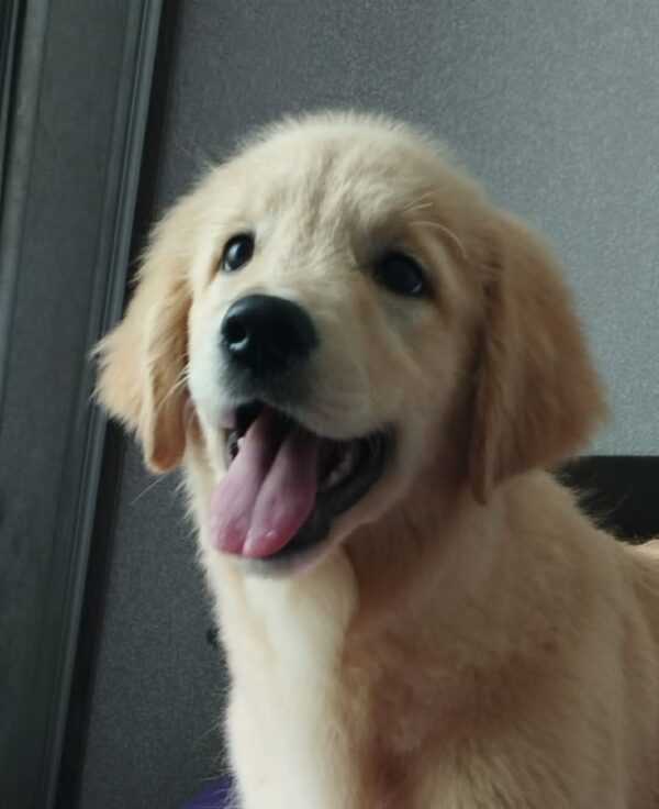 Ramsy Golden Retriever Ramsy Golden Retriever