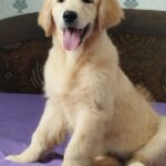 Ramsy-male-Golden-Retriever-puppy-for-sale-3