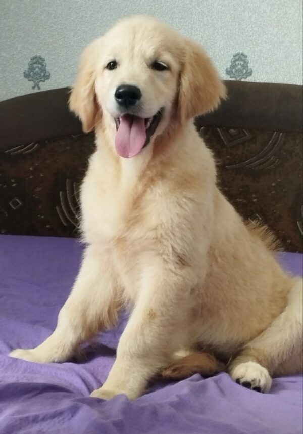 Ramsy Golden Retriever Ramsy Golden Retriever