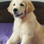 Ramsy-male-Golden-Retriever-puppy-for-sale-4