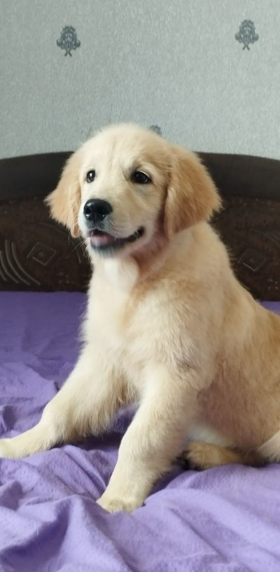 Ramsy Golden Retriever Ramsy Golden Retriever