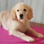 Reins-male-Golden-Retriever-puppy-for-sale-1