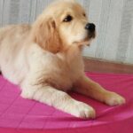 Reins-male-Golden-Retriever-puppy-for-sale-2