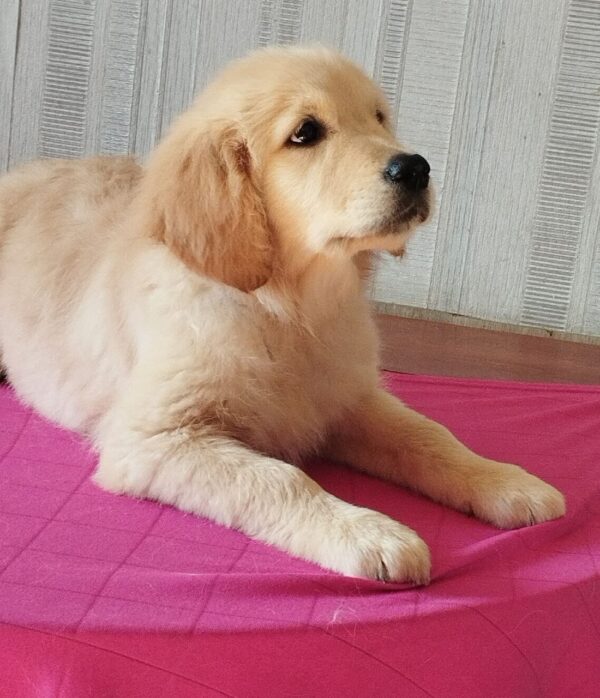 Reins Golden Retriever Reins Golden Retriever