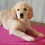 Reins-male-Golden-Retriever-puppy-for-sale-3