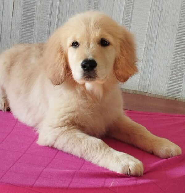 Reins Golden Retriever Reins Golden Retriever