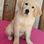 Reins-male-Golden-Retriever-puppy-for-sale-4
