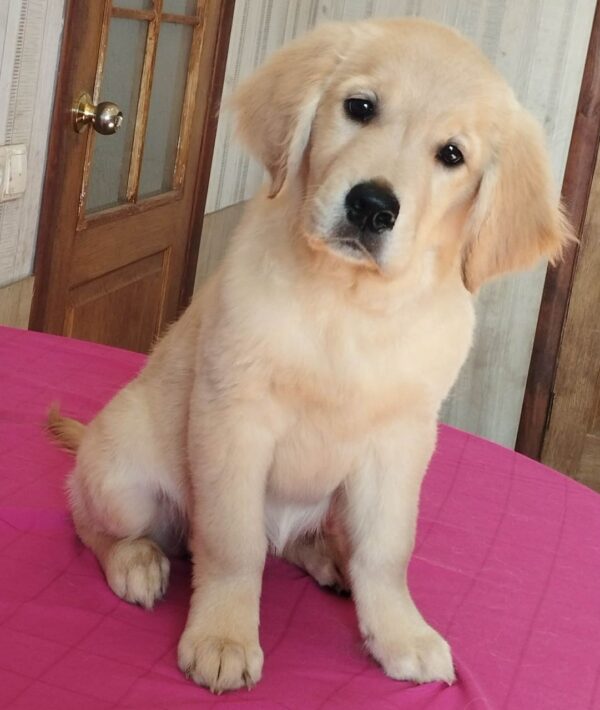 Reins Golden Retriever Reins Golden Retriever