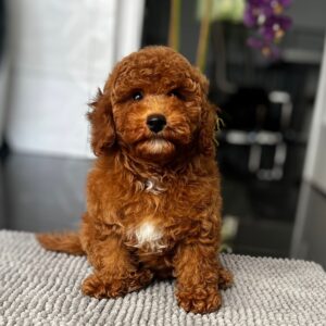 Relik Miniature Poodle Relik Miniature Poodle
